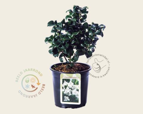 Foto van Japanse liguster ‘Rotundifolium’