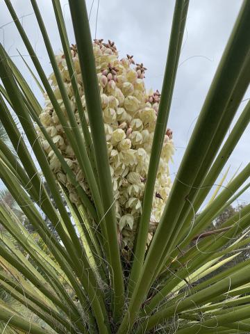 Foto van Torreys yucca
