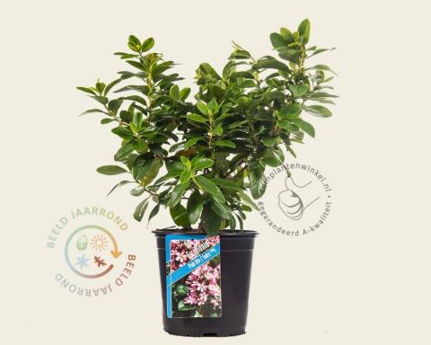 Foto van Escallonia ‘Pink Elle’