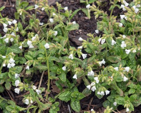 Foto van Longkruid ‘Sissinghurst White’