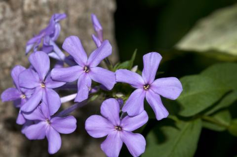 Foto van Hoge vlambloem