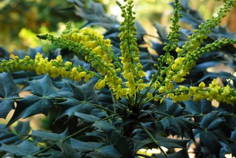 Foto van Berberis 'ongebonden'