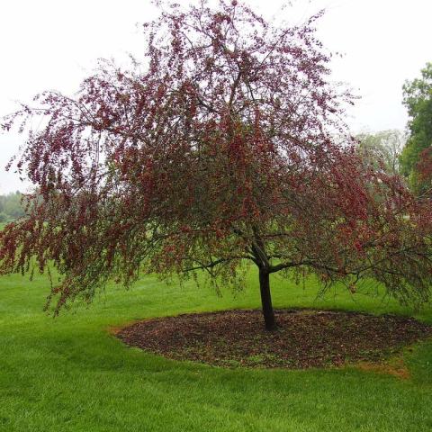 Foto van Malus 'Prairifire'