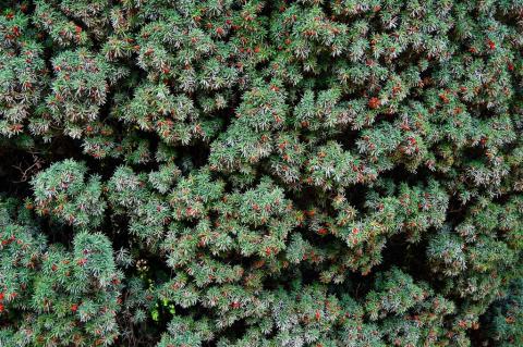 Foto van Taxus 'Fastigiata'