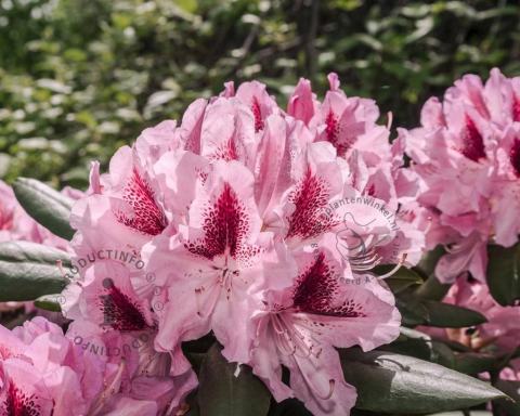 Foto van Rododendron ‘Cosmopolitan’