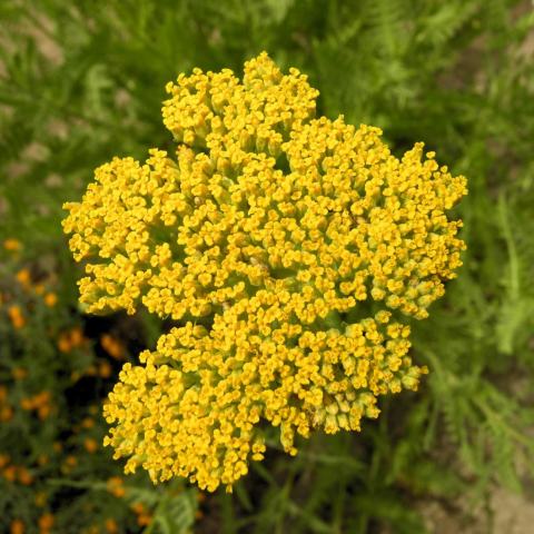 Foto van Achillea 'Altgold'