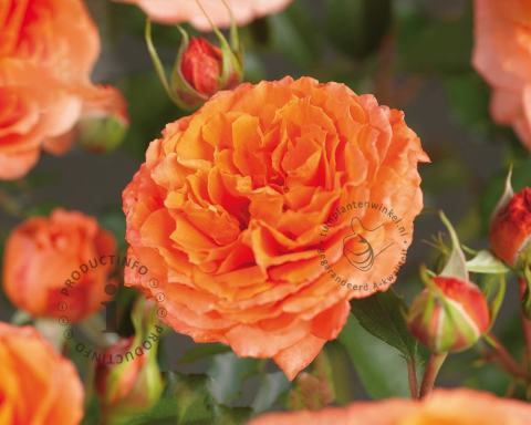 Foto van Grootbloemige trosroos ‘Orange Meilove’