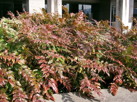 Foto van Japanse mahonia