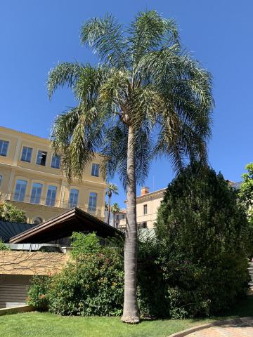Foto van Koninginnepalm