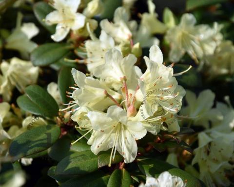 Foto van Dwerg rododendron ‘Wren’