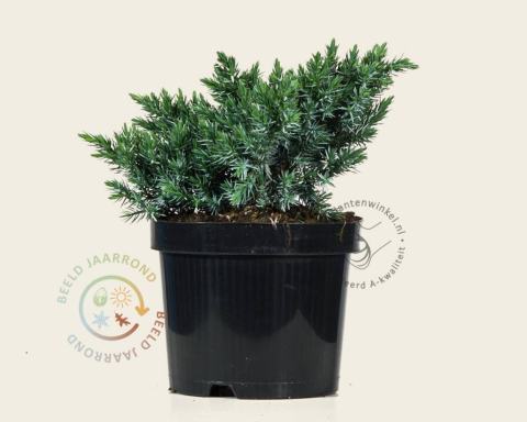 Foto van Jeneverbes ‘Blue Star’