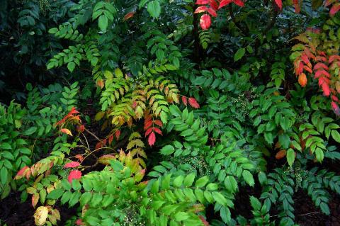 Foto van Smalbladige mahonia