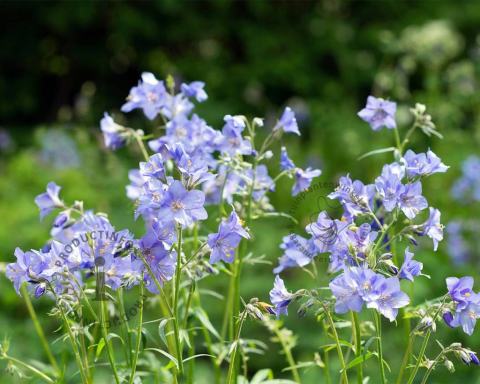 Foto van Jacobsladder ‘Blue Pearl’