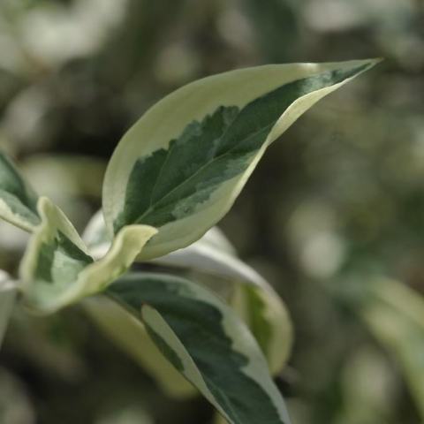 Foto van Cornus 'Variegata'