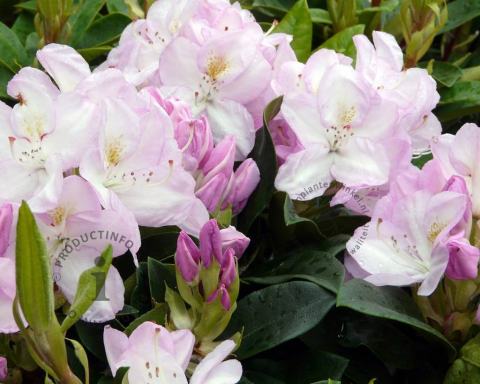Foto van Rododendron ‘Gomer Waterer’