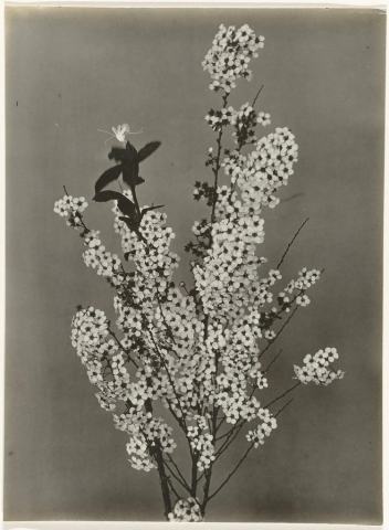 Foto van Sneeuwspirea