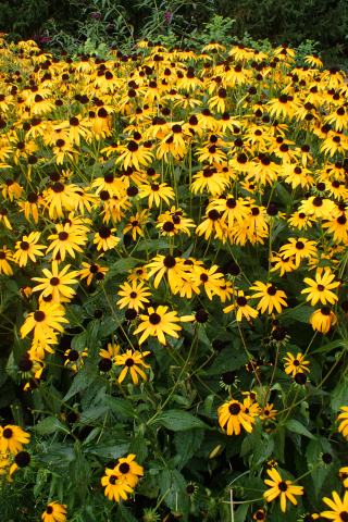 Foto van Rudbeckia 'Goldsturm'