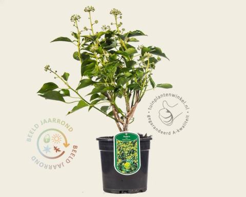 Foto van Struikklimop ‘Arborescens’