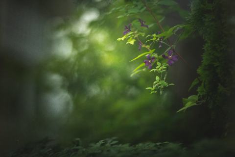 Foto van Italiaanse clematis