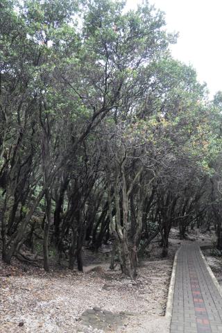 Foto van Javaanse bergbosbes