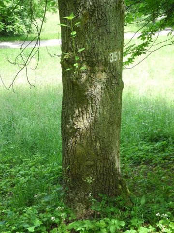 Foto van Fraxinus 'Diversifolia'