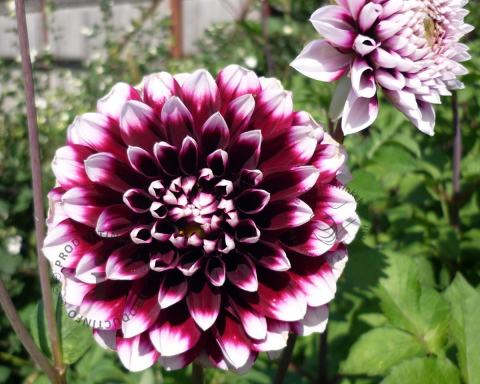 Foto van Dahlia ‘Mystery Day’