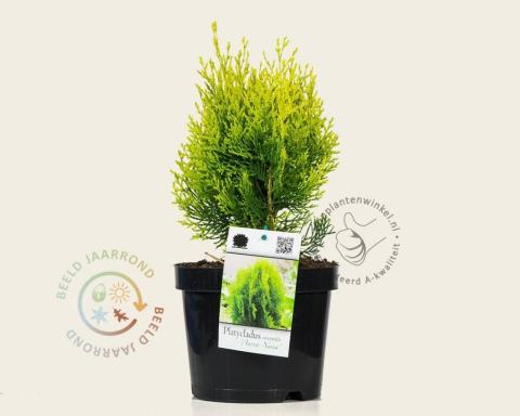 Foto van Oosterse levensboom ‘Aurea Nana’