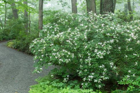 Foto van Zoete azalea