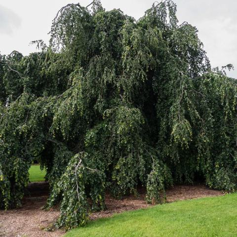 Foto van Fagus 'Pendula'