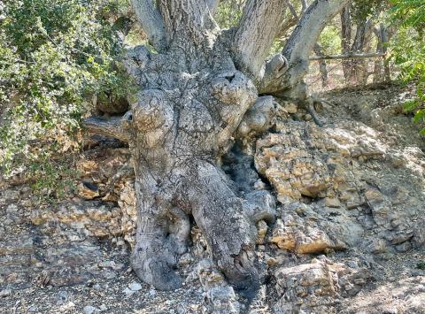 Foto van Californische hulsteik