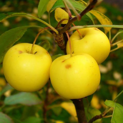 Foto van Malus 'Golden Russet'