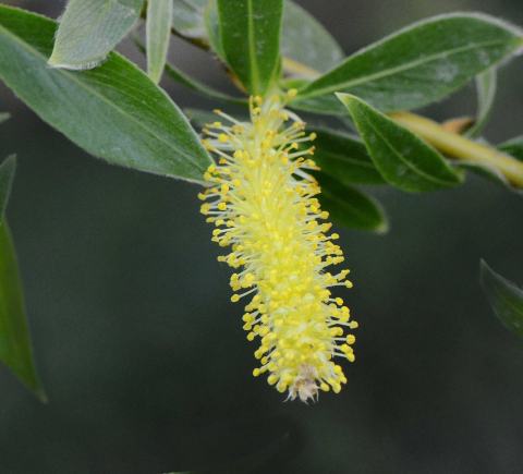 Foto van Salix 'Vitellina'