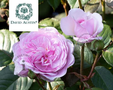 Foto van Engelse roos ‘Olivia Rose Austin’
