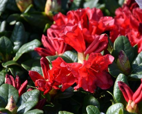 Foto van Dwerg rododendron ‘Scarlet Wonder’