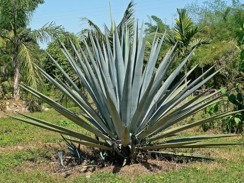 Foto van Blauwe agave