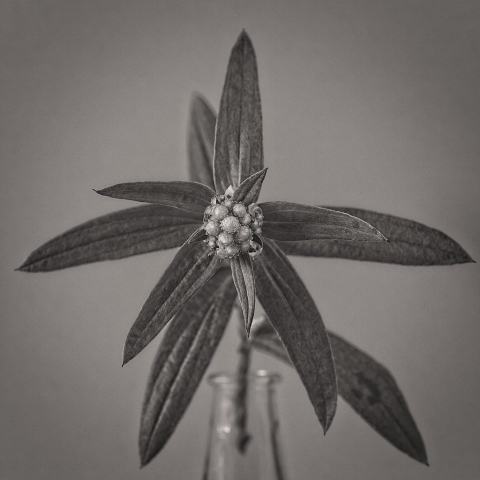 Foto van Witte knoop