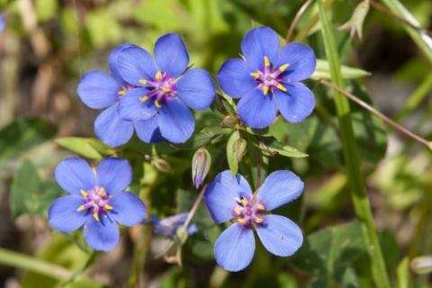 Foto van Blauw guichelheil