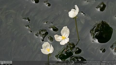 Foto van Argentijnse egeria