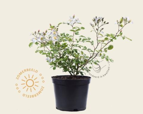 Foto van Heesterroos ‘White Fleurette’
