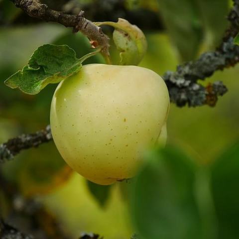 Foto van Malus 'Yellow Transparent'