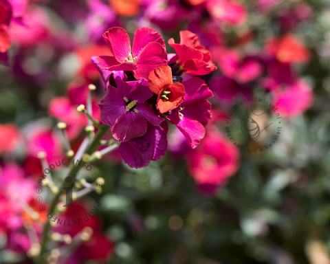 Foto van Muurbloem ‘Red Jep’