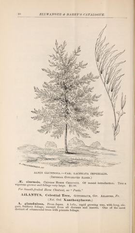 Foto van Alnus 'Laciniata'