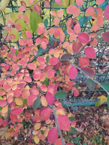 Foto van Fangs cotoneaster