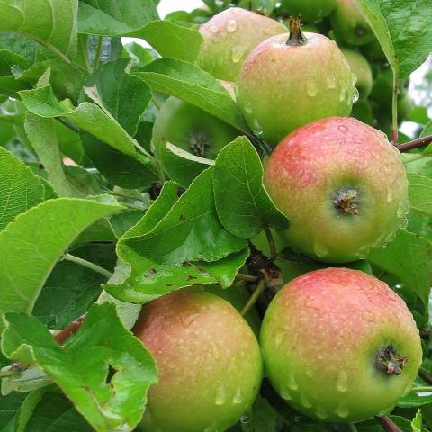 Foto van Malus 'Elstar'
