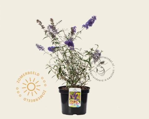 Foto van Vlinderstruik ‘Nanho Purple’