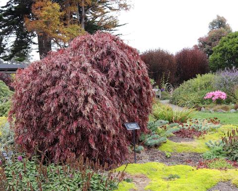 Foto van Acer 'Inaba-shidare'