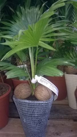 Foto van Waaierpalm