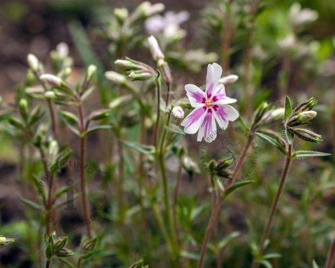 Foto van Vlambloem ‘Candystripes’