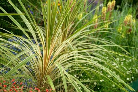 Foto van Cordyline 'Torbay Dazzler'