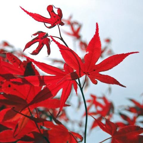 Foto van Acer 'Atropurpureum'